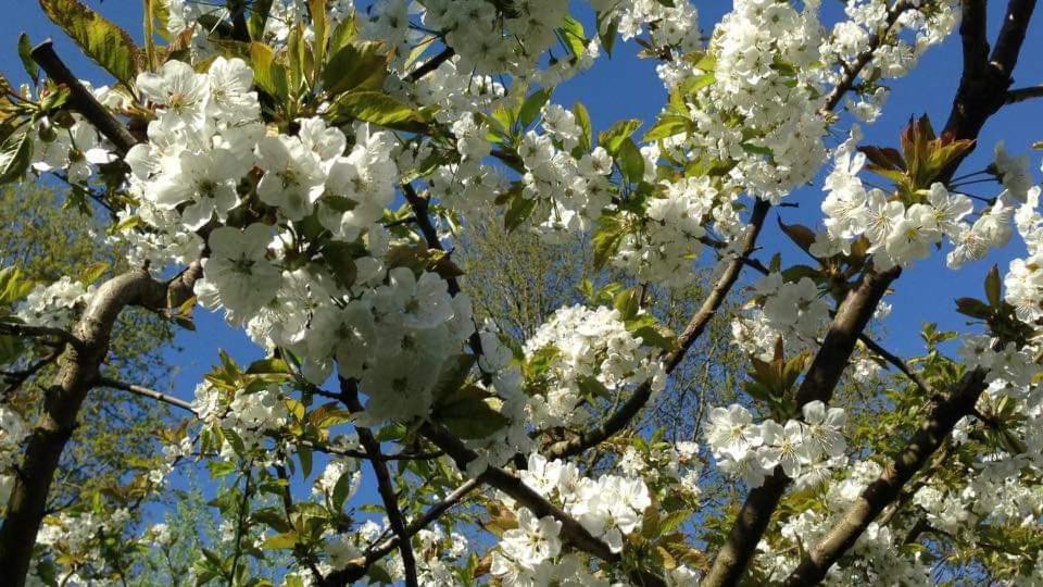 Vakantiehuis Aan Het Bos - Gelegen Aan De Tulpenroute Bant Eksteriør bilde